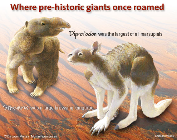 Where pre-historic giants once roamed. Megafauna of the Murray River Basin