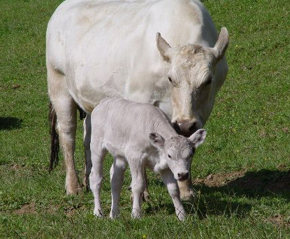 Murray Grey Cattle