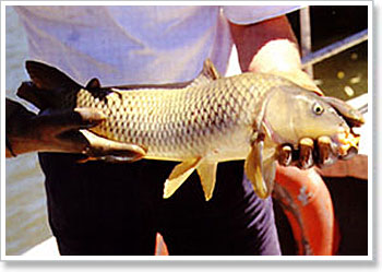 European Carp