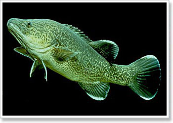 Murray Cod Growth Chart