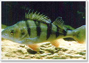 Queensland Fish Species Chart