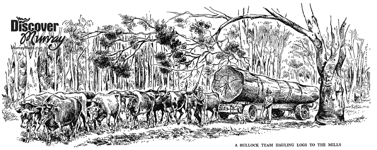 A bullock team hauling logs to the mills