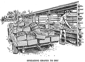 Spreading grapes to dry