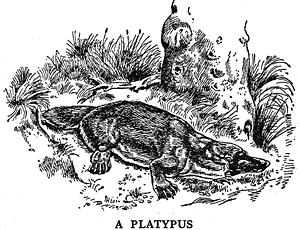 A Platypus