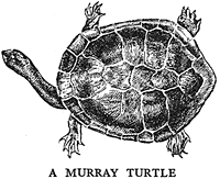 A Murray River Turtle