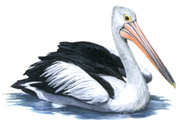 Australian Pelican