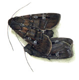 Bogong Moth