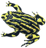 Corroboree Frog