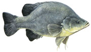 Golden Perch