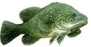 Murray Cod