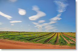 Crop near Swan Hill