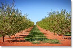 Almonds near Muthro