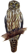 Barking Owl