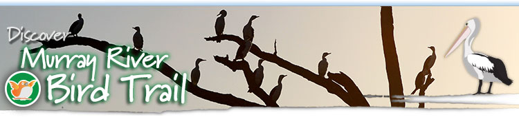 Discover Murray River Bird Trail - bird photos Australia