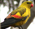 regent parrot