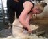 Shearing is for all