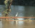 Low level Weir flood 2010