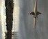 Paddling on the drained Lake Mulwala