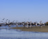 The Coorong is famous for its wildlife 