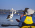 Kayaking with Pelicans in the Coorong