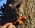 Possum parade Renmark foreshore