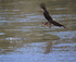 Kite Feeding