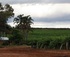 Vineyard behind Cottages