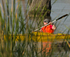 Canoeing on the Murray River