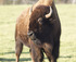 Bison, Photos © Zoos South Australia. Photos by Dave Mattner.