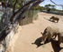 Rhino Viewing, Photos © Zoos South Australia. Photos by Dave Mattner.