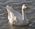 GOOSEY LIVES IN OUR MARINA