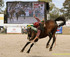 Yarrawonga Rodeo logo