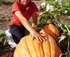 THE MURRAY RIVER GIANT PUMPKIN COMPETITION logo