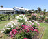 Renmark Rose Festival logo
