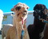 Waradene Alpacas Open Days logo