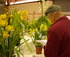 Loxton Annual Spring Show - October 2011 logo