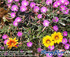 Waikerie Flower Show logo