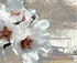 Mallee Almond Blossom Festival logo