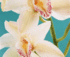 Spring Show-Sunraysia Orchid Club Inc. logo