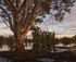 Guided Wetland and Redgum Tours of Yanga National Park logo