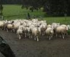 The Running of The Sheep logo