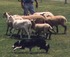 Barmera Sheep Dog Trials logo