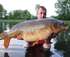 Carp Frenzy Lake Bonney logo