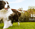 Million Paws Walk logo