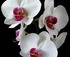 Riverland Orchid Society Winter Show logo