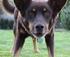 Working Dogs Demonstration logo