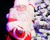 Santa's Christmas Spectacular logo