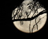Moonlight Kayak Tour logo