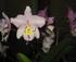 Riverland Orchid Society Winter Show logo