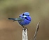 Community Bird Monitoring Field Surveys logo